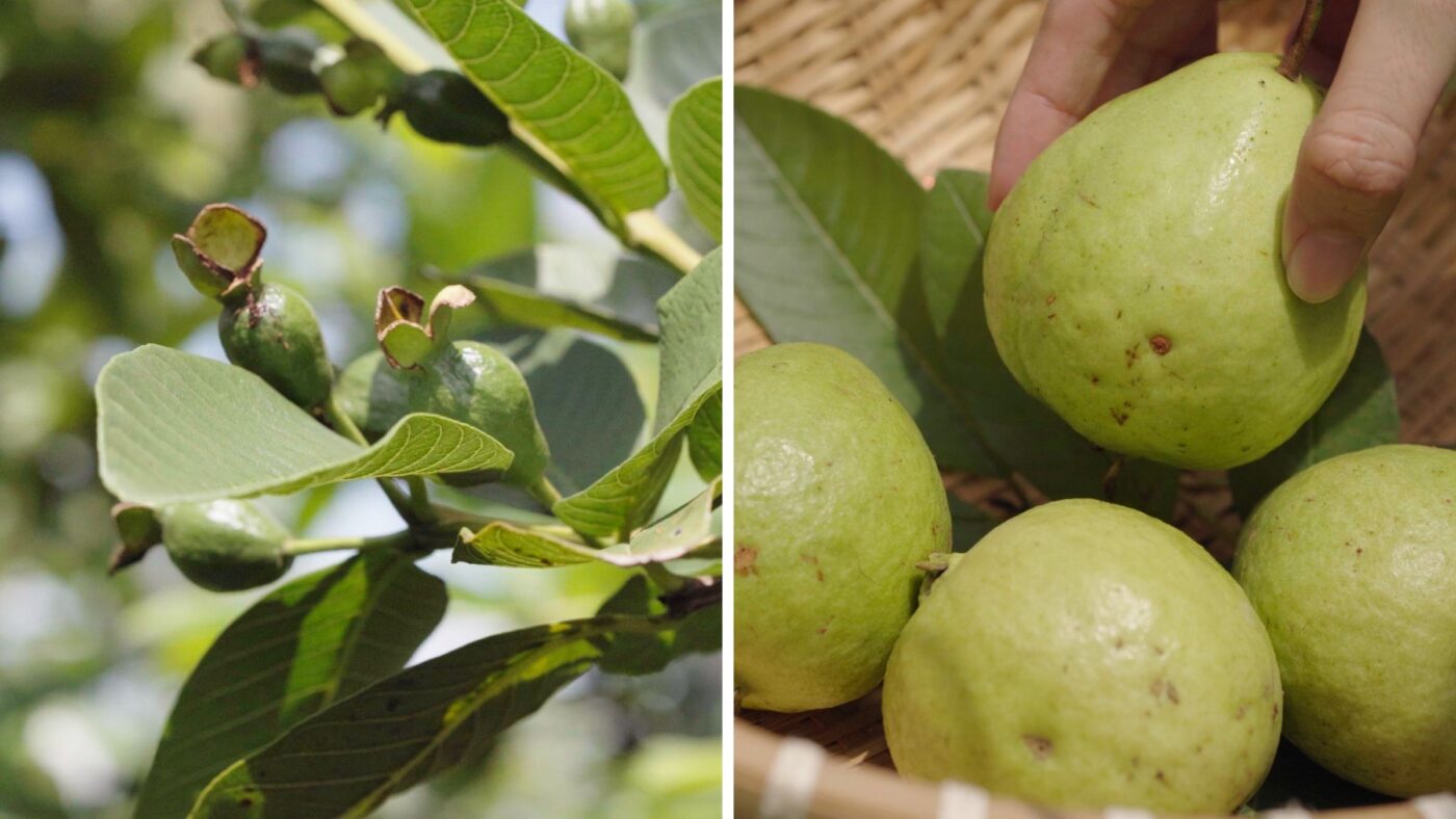 All Pink Guava Farm