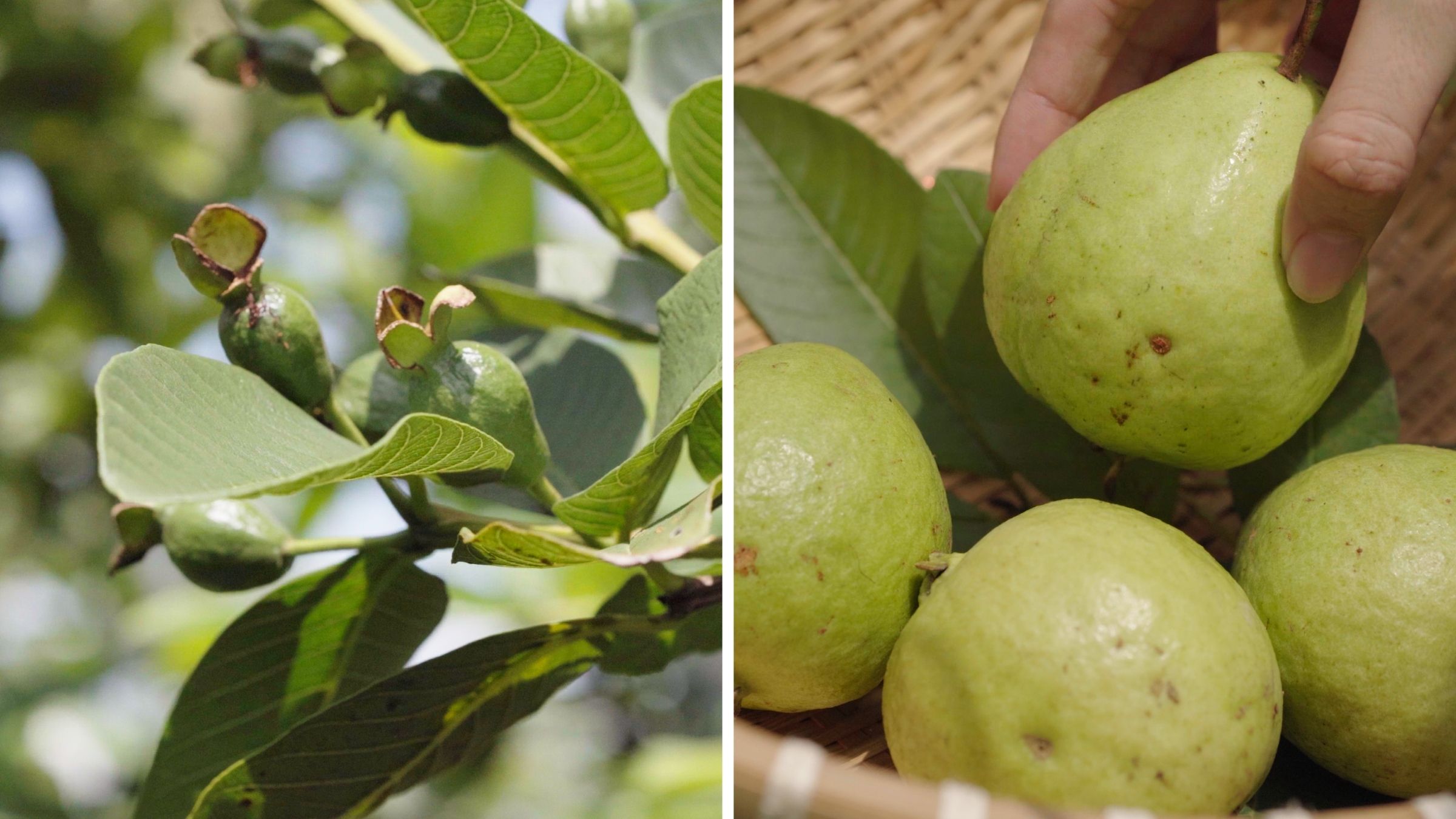 All Pink Guava Farm
