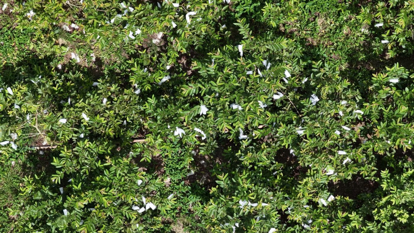 All Pink Guava Farm